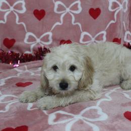 Lyndon - Apricot male Goldendoodle puppy in Tuscola, Illinois from Dream on puppies