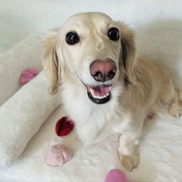 Winnie - Dachshund