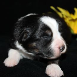 Erin - Black tri-color female Australian Shepherd puppy in Colorado Springs, Colorado from Rocky Mountain Aussies