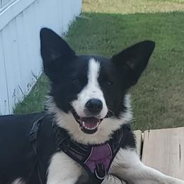 Mayzie - Border Collie