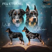 Beauceron puppies from Feu Eternel Beaucerons