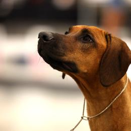 Rhodesian Ridgeback All Grown Up from Celtic Lore Ridgebacks
