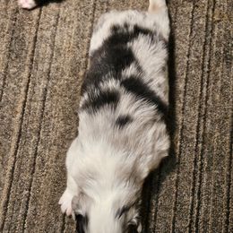 Girl 2 - Blue merle Australian Shepherd puppy in Marshall, Michigan from RR Australian Shepherds