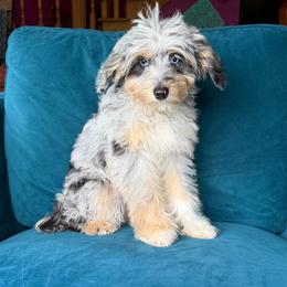 Guardian Puppy, read description - Blue merle female Aussiedoodle puppy in Watertown, Wisconsin from Little Bear Paws Aussiedoodles