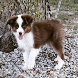 Aussiedoodles, Miniature Australian Shepherds, Poodles, and Toy Australian Shepherds from Blasted River Aussies and Poodles
