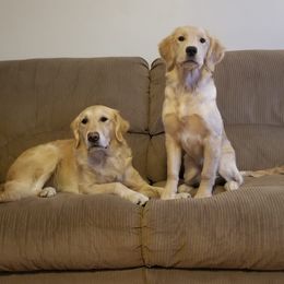Golden Retrievers from Southstar Golden Retrievers