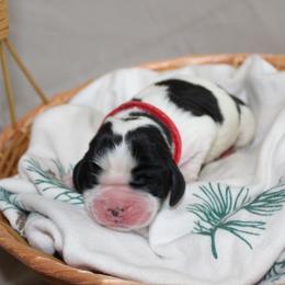Spruce - Black and white male English Springer Spaniel puppy in Lexington, South Carolina from House Tiner Springers