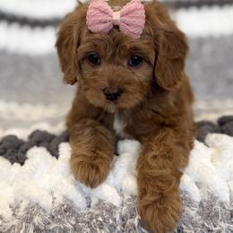 Bernedoodle and Cavapoo Puppies from Apricot Roots Doodles