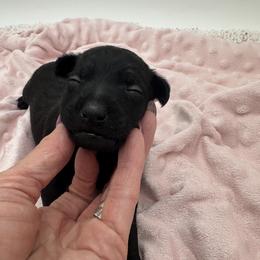 Bronco - Black male Xoloitzcuintli puppy in West Jordan, Utah from Majestic Nakids