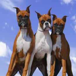 Boxers from Carbine Boxers