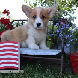 Ozzy - Fawn male Pembroke Welsh Corgi puppy in Pollock, Missouri from Northstar