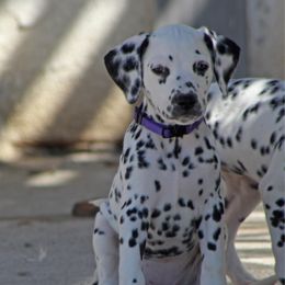 Girl 2 - White and black female Dalmatian puppy in Lake Mathews, California from Bully Market