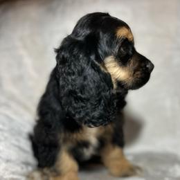 Cocker Spaniel puppies from Blackberry Farm Cockers