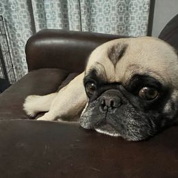 Booker - Pug