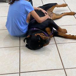 Rottweiler Puppies from Bronx Von Bridges Rottweilers