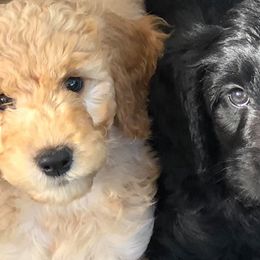 Goldendoodles from Isle of Coles Goldendoodles