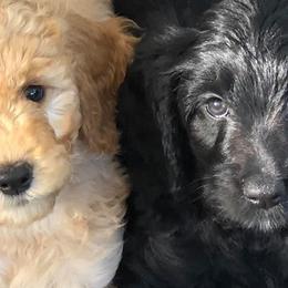 Goldendoodles from Isle of Coles Goldendoodles