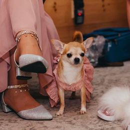 Liberty - Chihuahua