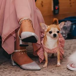 Liberty - Chihuahua