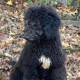 Orange Collar (Male) - Phantom Goldendoodle puppy in Ozark, Arkansas from Mulberry River Poodles and Doodles, LLC.