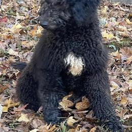 Orange Collar (Male) - Phantom Goldendoodle puppy in Ozark, Arkansas from Mulberry River Poodles and Doodles, LLC.