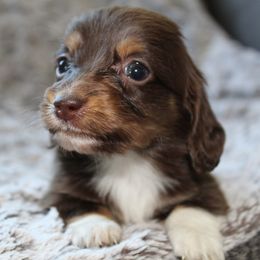 Dachshund Puppies from Rylie Stovall