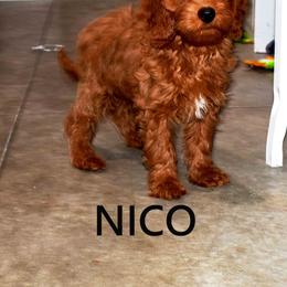 Nico - Red  male Goldendoodle puppy in Jasper, Indiana from Hilltop Pups By Abby, LLC