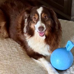 Brandy - Australian Shepherd