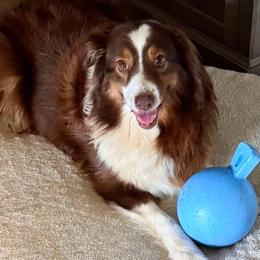 Brandy - Australian Shepherd