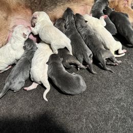 German Shepherd Puppies from Cable’s German Shepherds