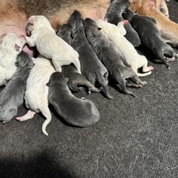 German Shepherd Puppies from Cable’s German Shepherds