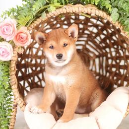 Namiho - Red female Shiba Inu puppy in Neosho, Missouri from Sunny Terrace Shibas