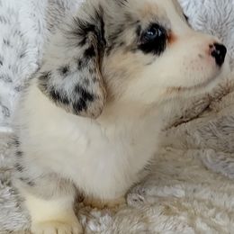 Girl5 - female Cardigan Welsh Corgi puppy in Huntington Beach, California from Lucky Puppies