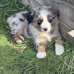 Maple - Blue merle female Miniature Australian Shepherd puppy in Medical Lake, Washington from MAS Gone Rogue