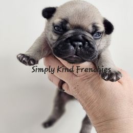 Princess - Fawn female French Bulldog puppy in Overland Park, Kansas from Simply Kind Frenchies