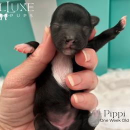 Pippi - Black and tan female Yorkshire Terrier puppy in Scottsdale, Arizona from Lil Luxe Pups