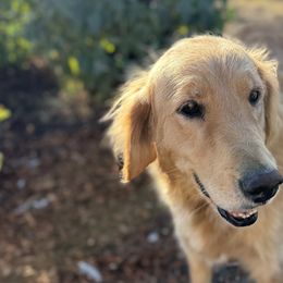 Bella - Goldendoodle