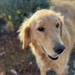 Bella - Goldendoodle