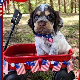 Swayze - Brown roan and tan male Cocker Spaniel puppy in Tecumseh, Oklahoma from Gambill's Cocker Spaniel Cuties