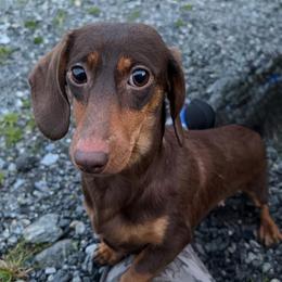 Brownie - Dachshund