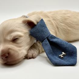 Singleton - Cream male Dachshund puppy in Bartlesville, Oklahoma from OkieDokieDox