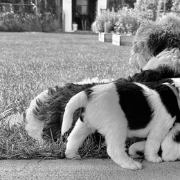 Wire Fox Terrier Puppies from Lisa Ellis