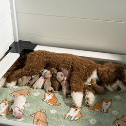 Goldendoodle puppies from Sweet T Doodles