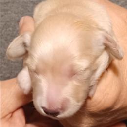 Jo (Clear red) - Red female Dachshund puppy in Frankfort, Kentucky from Gigi's Dachshunds