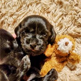 Penguin--White Stripe on Chest - Black male Havapoo puppy in Parks, Arkansas from BAK Home Pups
