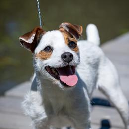 Sketch - Jack Russell Terrier