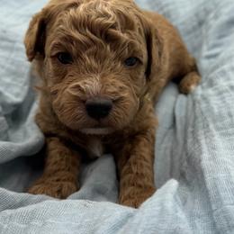 Logan - Red  male Goldendoodle puppy in Loveland, Colorado from Littledoodles2love