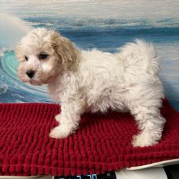 Austin - Parti male Maltipoo puppy in Lawrenceburg, Tennessee from LUV Poodles and Maltipoos