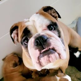 Bulldogs from Elmcreek Farms Bulldogs