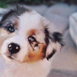 Australian Shepherd Puppies from Artemisia Aussies